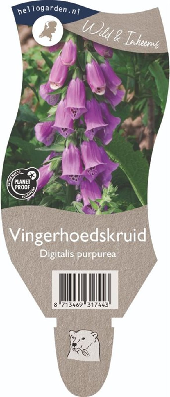 Digitalis purpurea - P11